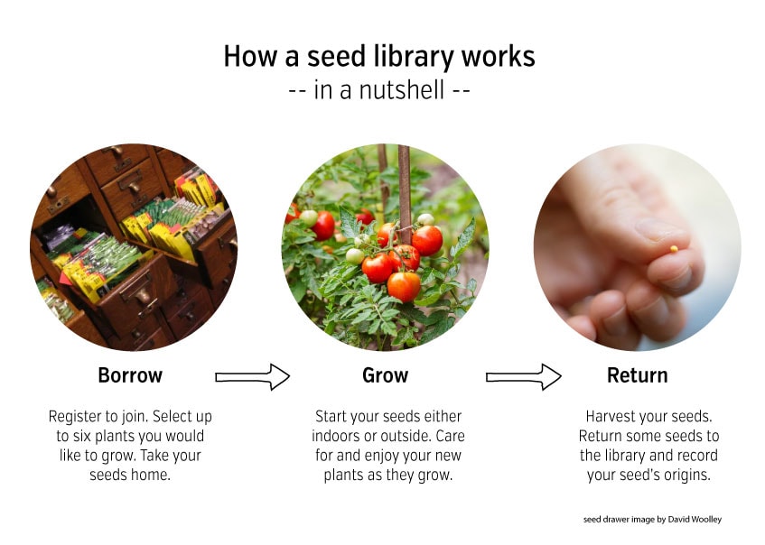 How our seed library works