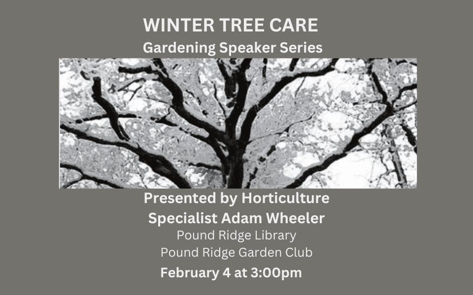 Winter Tree Care Sol 2 (1)