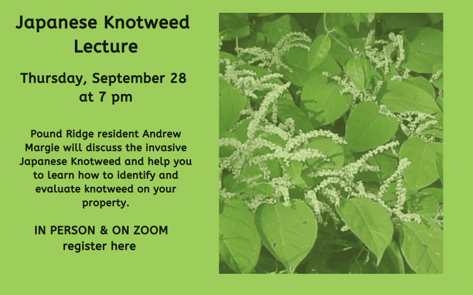 Japanese knotweed lecture 09.28.23 (960 x 600 px)