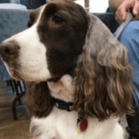 A cute therapy dog, ready to listen to people reading