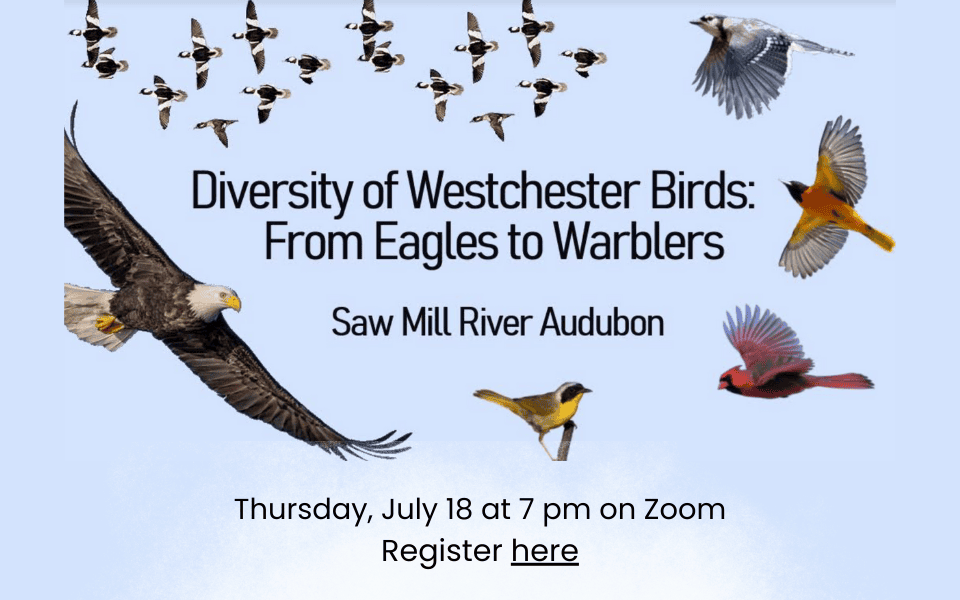 Diversity of Westchester Birds July 18 (FacebooK Post) (960 x 600 px)