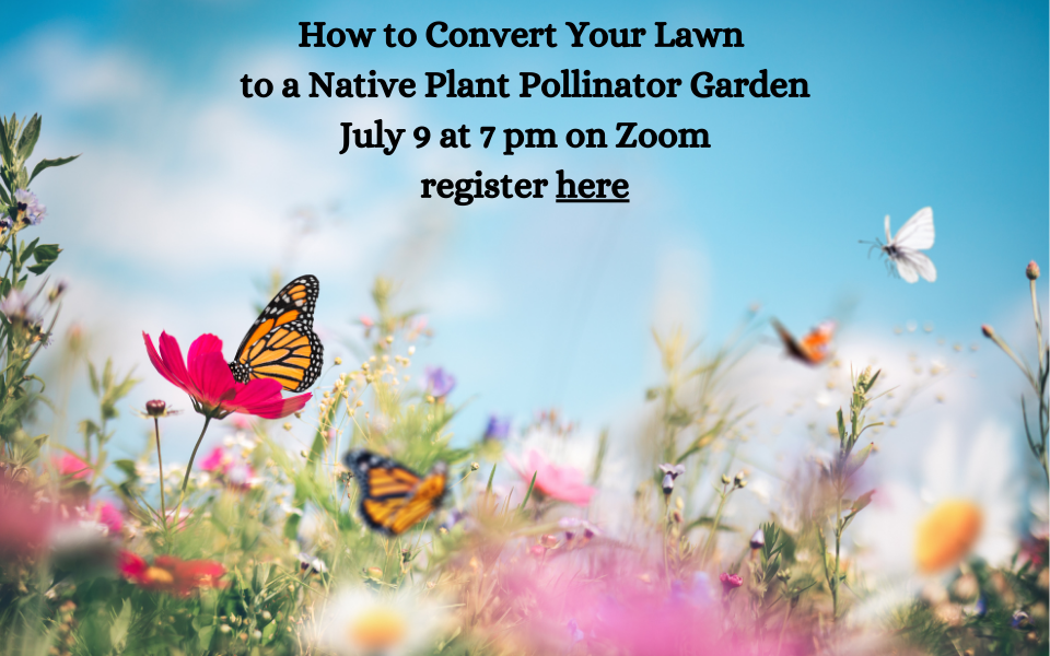 How to Convert Your Lawn to a Native Plant Pollinator Garden (960 x 600 px)