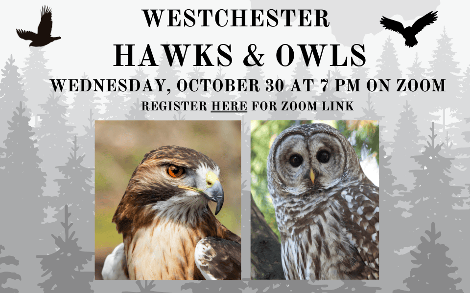 Westchester Hawks & Owls October 30 (960 x 600 px)