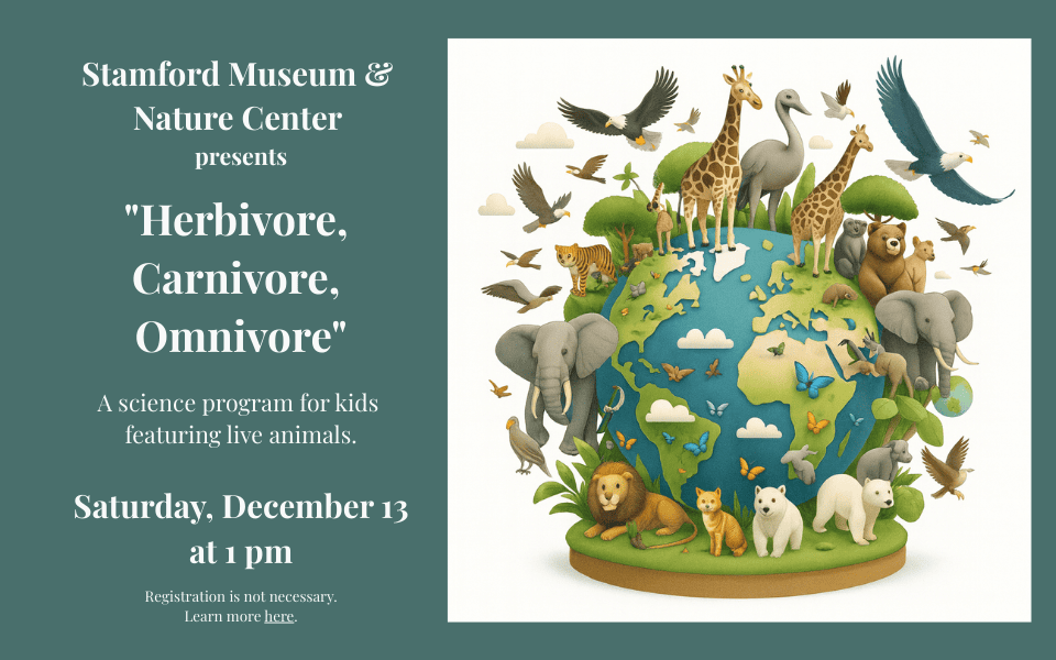 Herbivores Carnivores Omnivores (960 x 600 px)