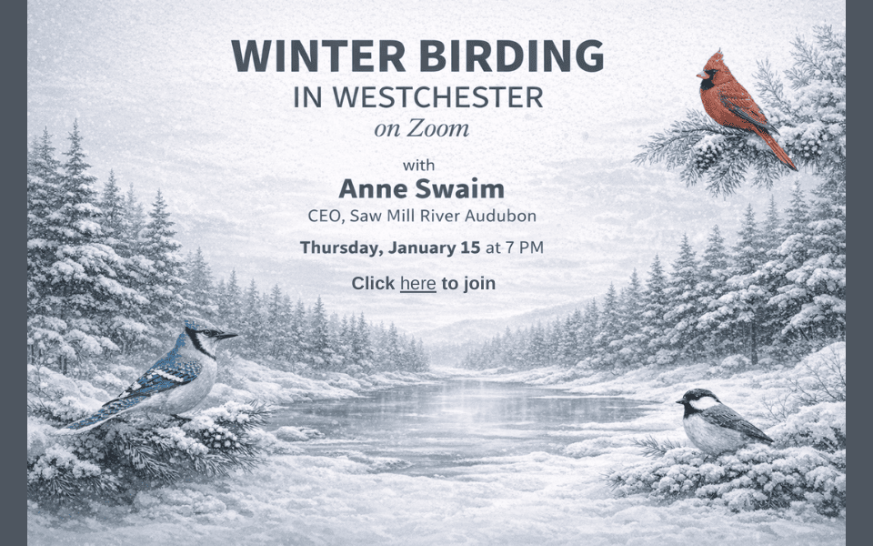 Winter Birding in Westchester Jan 15 960 x 600